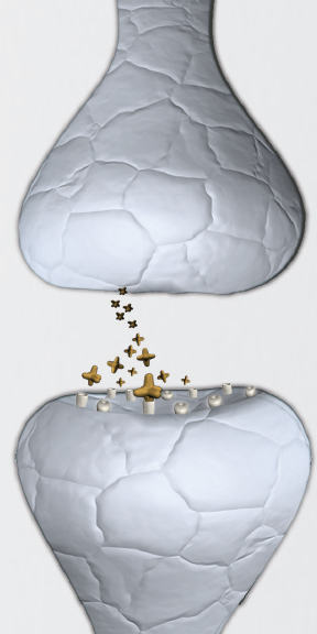 neurotransmitters